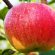 Illustration for article titled Scientists create sparkling apple that fizzes in your mouth